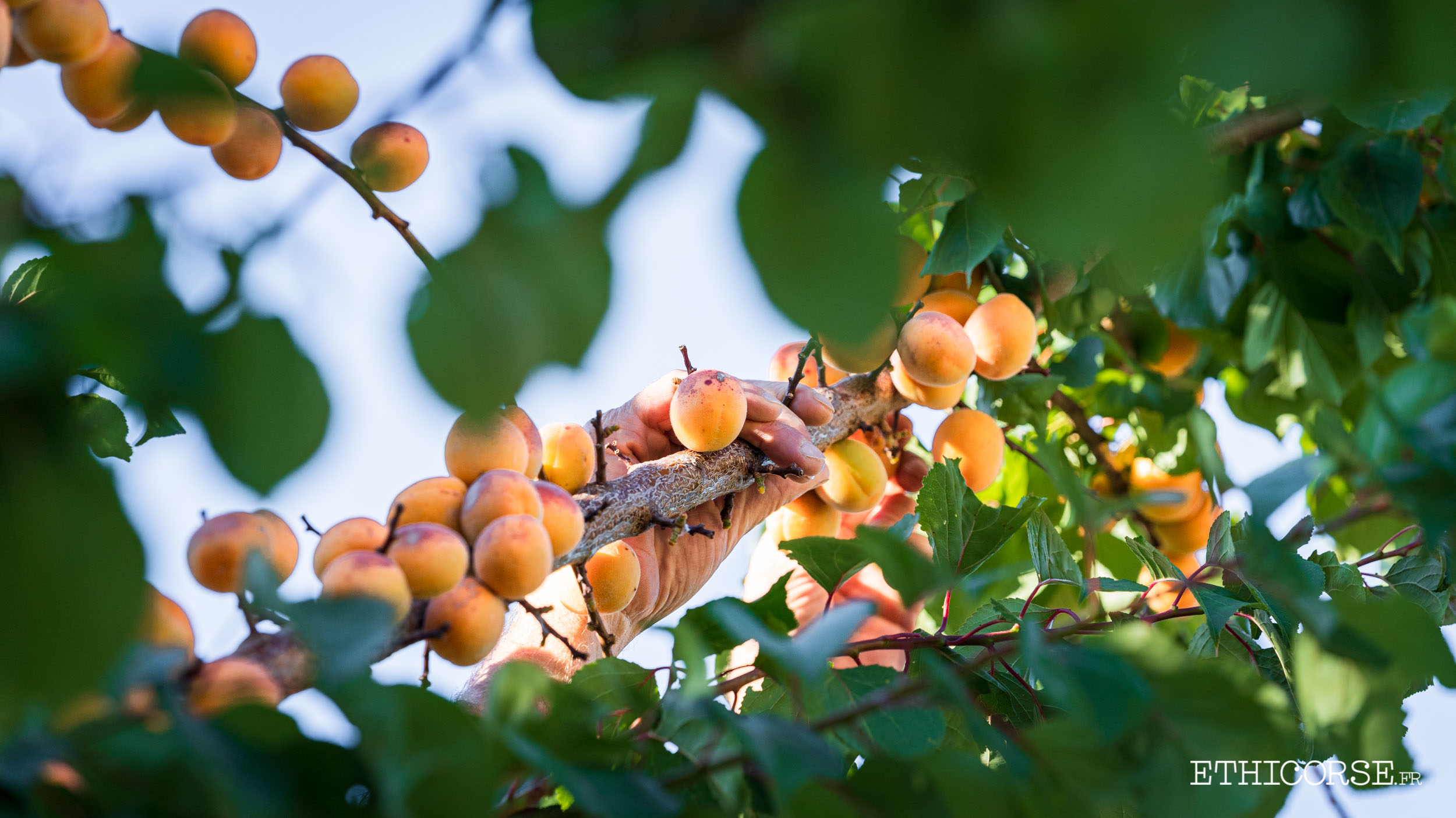 Cueillette d'abricots corses sur arbre abricotier 01