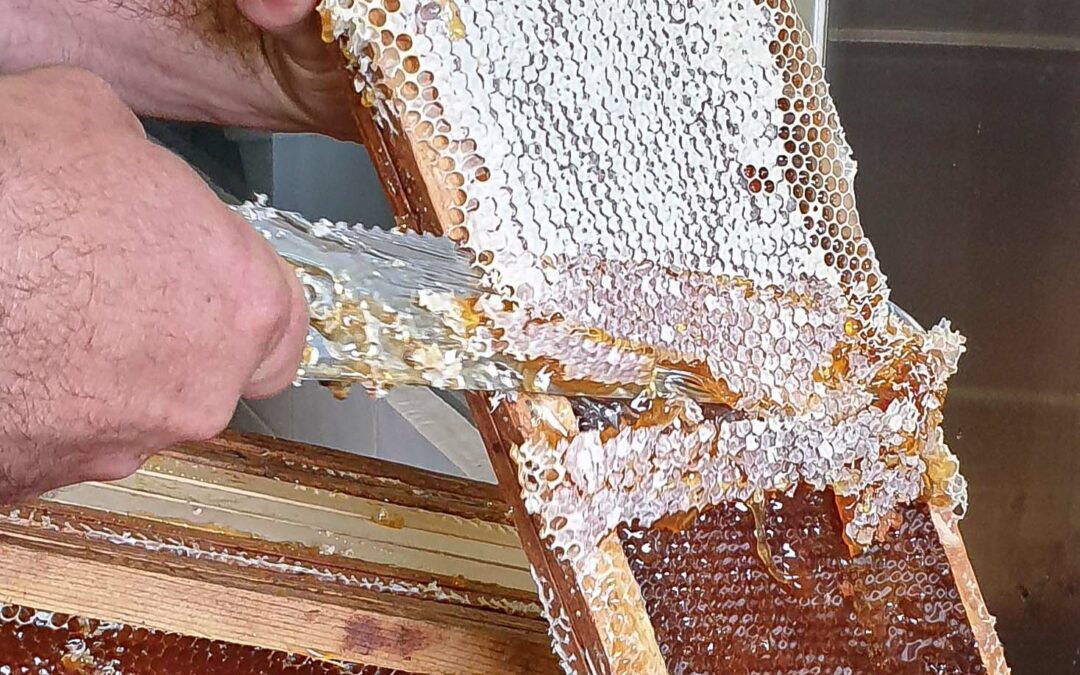 Récolte de miel sur cadre