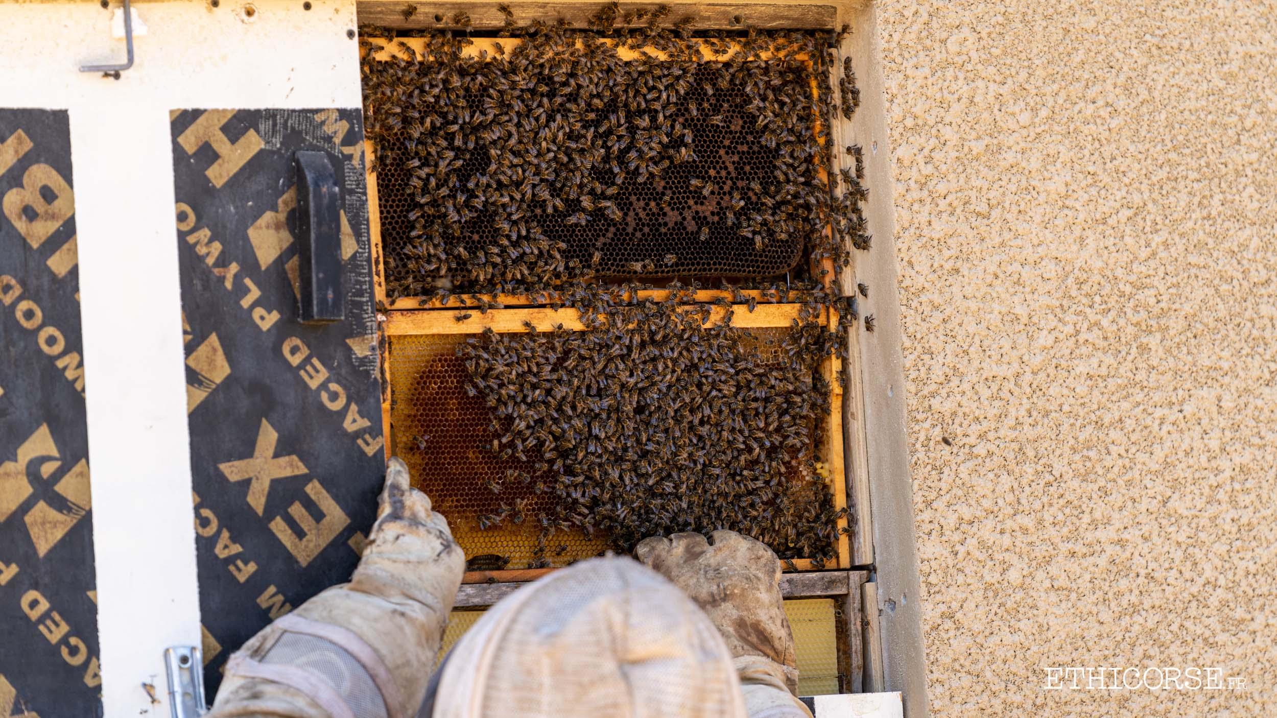 Installation d'une ruche
